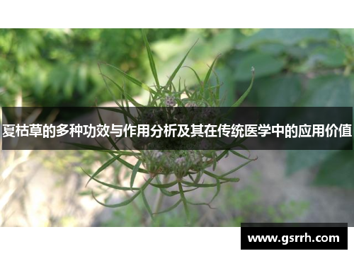 夏枯草的多种功效与作用分析及其在传统医学中的应用价值