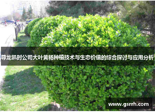 尊龙凯时公司大叶黄杨种植技术与生态价值的综合探讨与应用分析